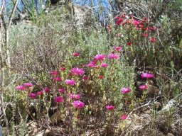 Lampranthus stenopetalus leaves